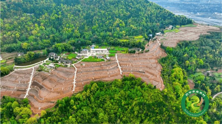 “重庆最绿县”打造“大巴山药谷”