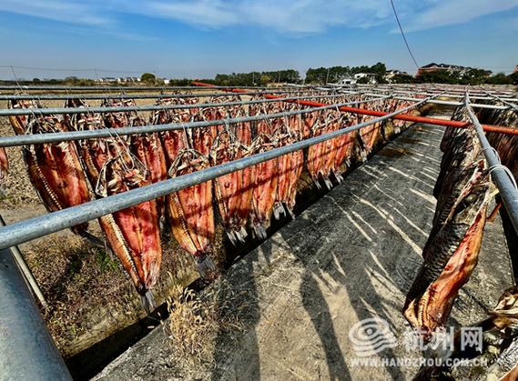 （新春走基层）一条鱼干“晒”出幸福年味 “中国青鱼之乡”滋味浓