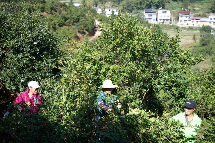 （乡村行·看振兴）江西广丰油茶种植为乡村振兴添“油”加力