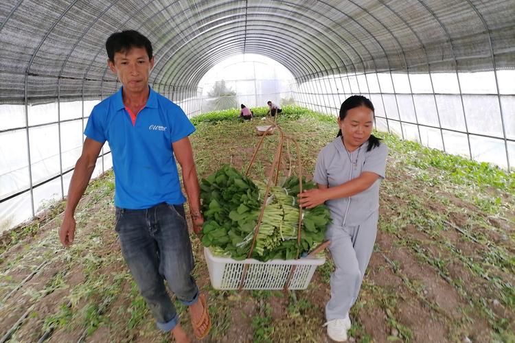 湖南祁阳巧用育秧大棚套种蔬菜“生金”