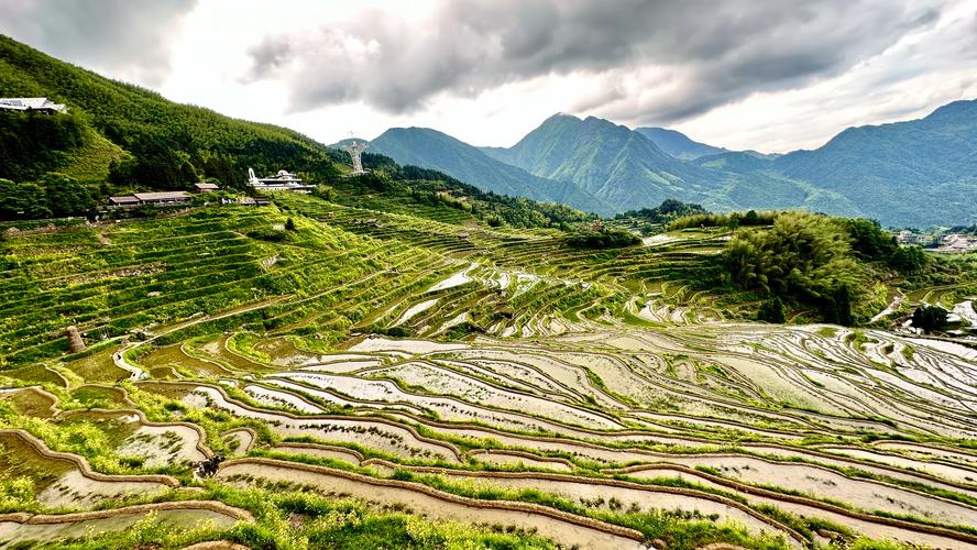 广西三江：小满时节梯田美