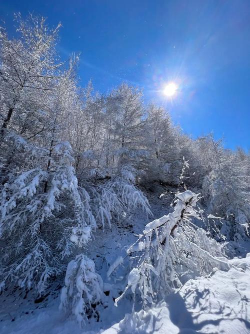 内蒙古阿尔山迎降雪 游客赏雪映杜鹃奇景