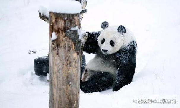 官方回应：大熊猫“安宝”确诊脑积水 手术成功正在康复中