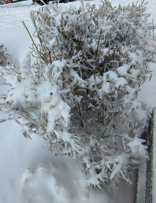 神农架迎来秋天里的第一场雪，比去年晚了13天