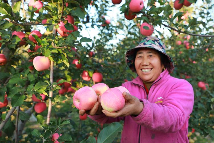 苹果飘香 果农采摘忙